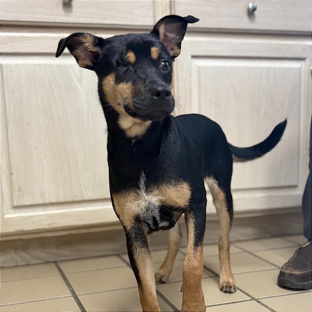 Enlarge Piper, a Adoptable mixed breed in Lufkin, TX image 2/6