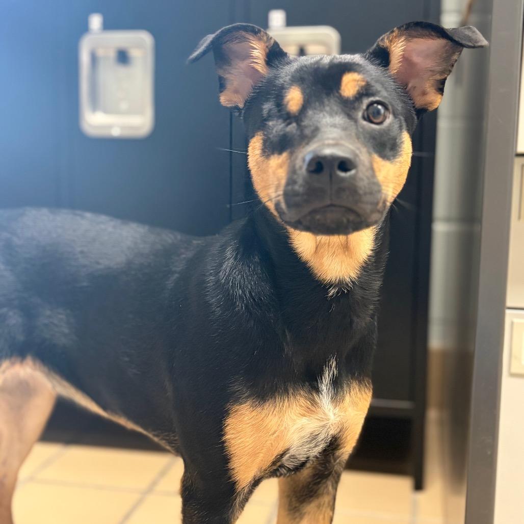 Enlarge Piper, a Adoptable mixed breed in Lufkin, TX image 3/6