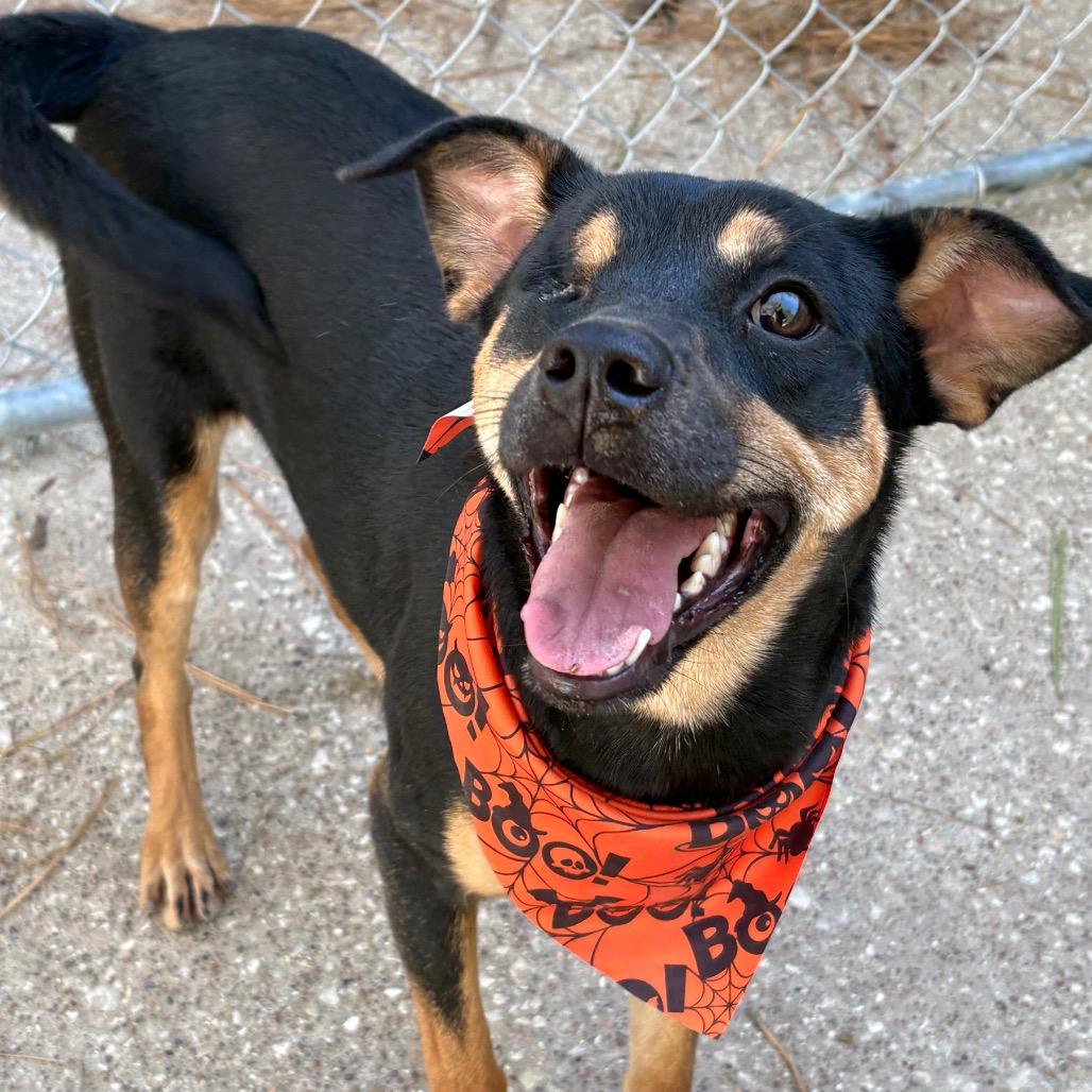 Enlarge Piper, a Adoptable mixed breed in Lufkin, TX image 4/6