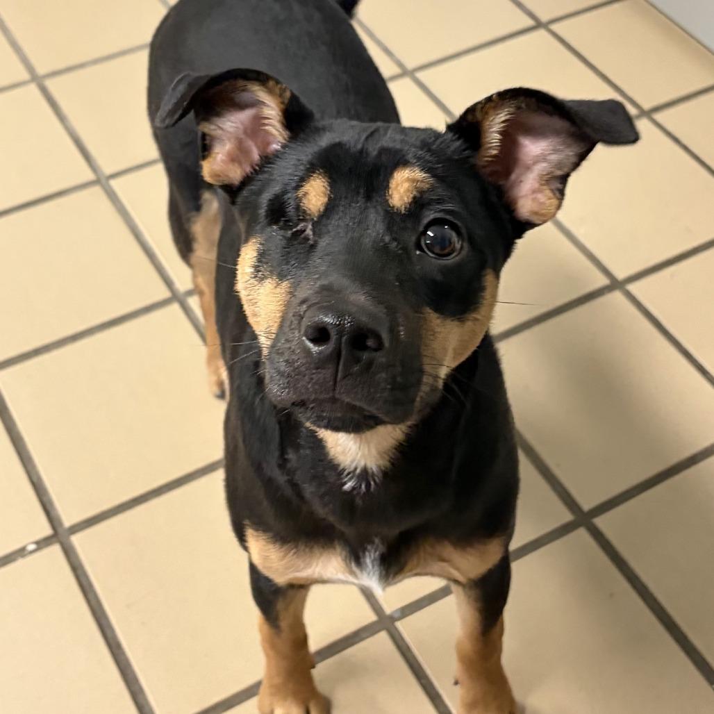 Enlarge Piper, a Adoptable mixed breed in Lufkin, TX image 5/6
