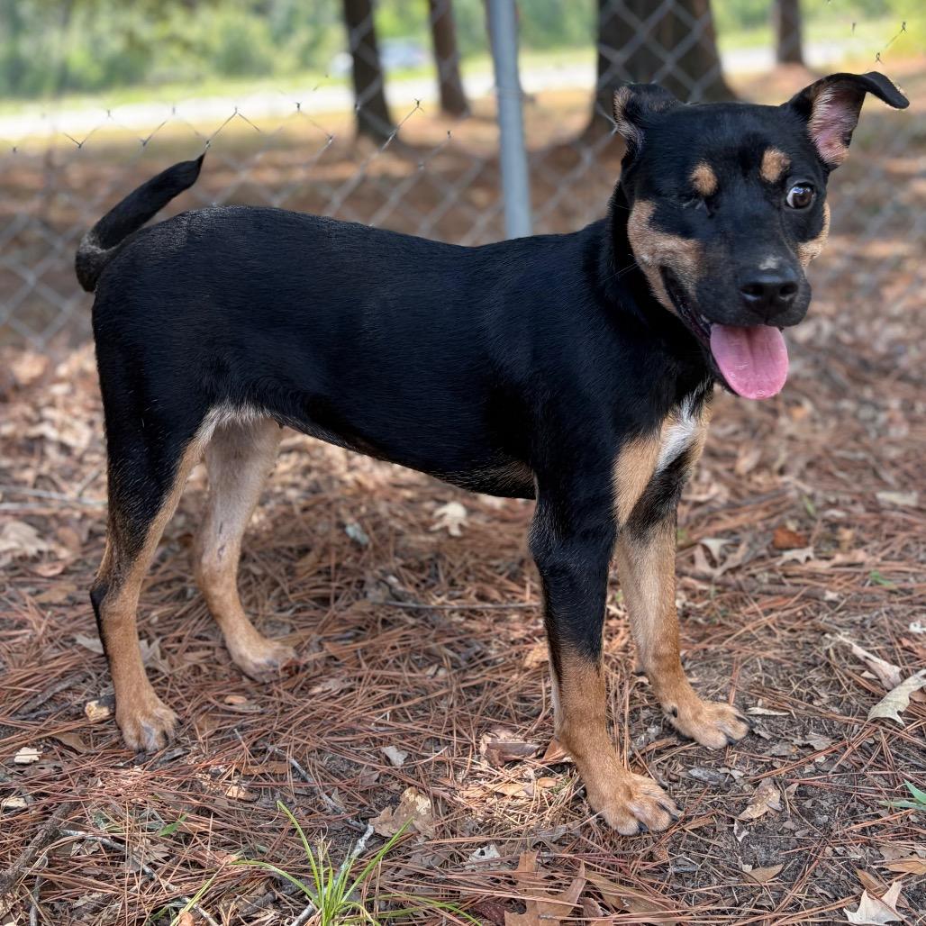Enlarge Piper, a Adoptable mixed breed in Lufkin, TX image 6/6