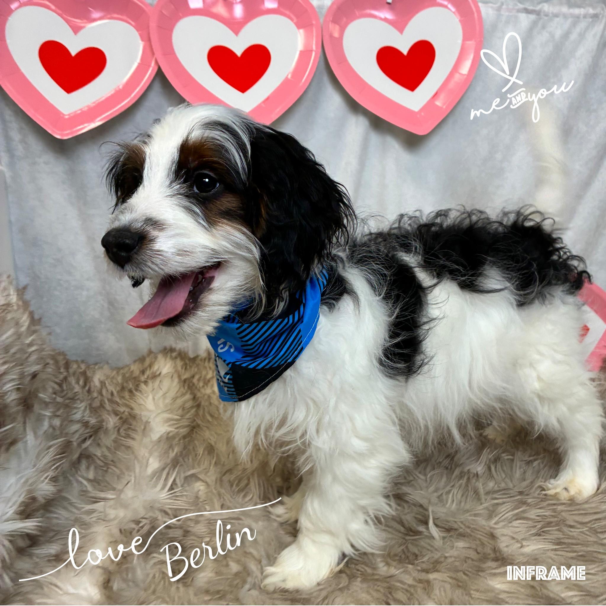 Enlarge Berlin, an adopted Bernadoodle in Fredericksburg, VA image 4/6