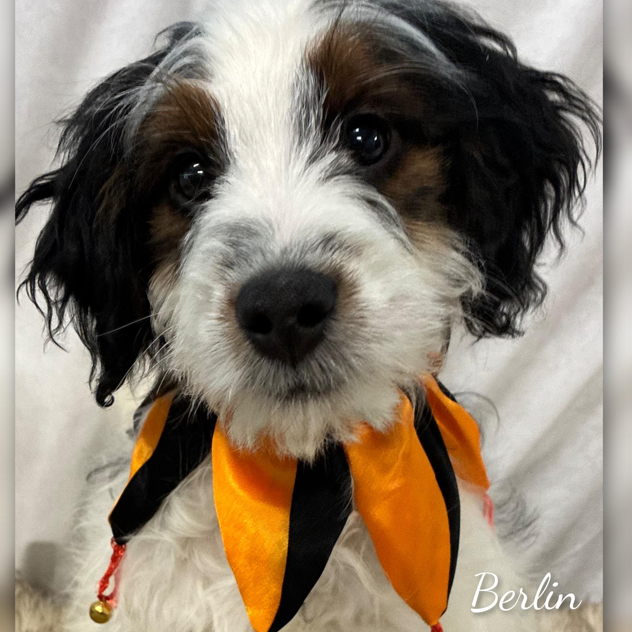 Enlarge Berlin, an adopted Bernadoodle in Fredericksburg, VA image 3/6