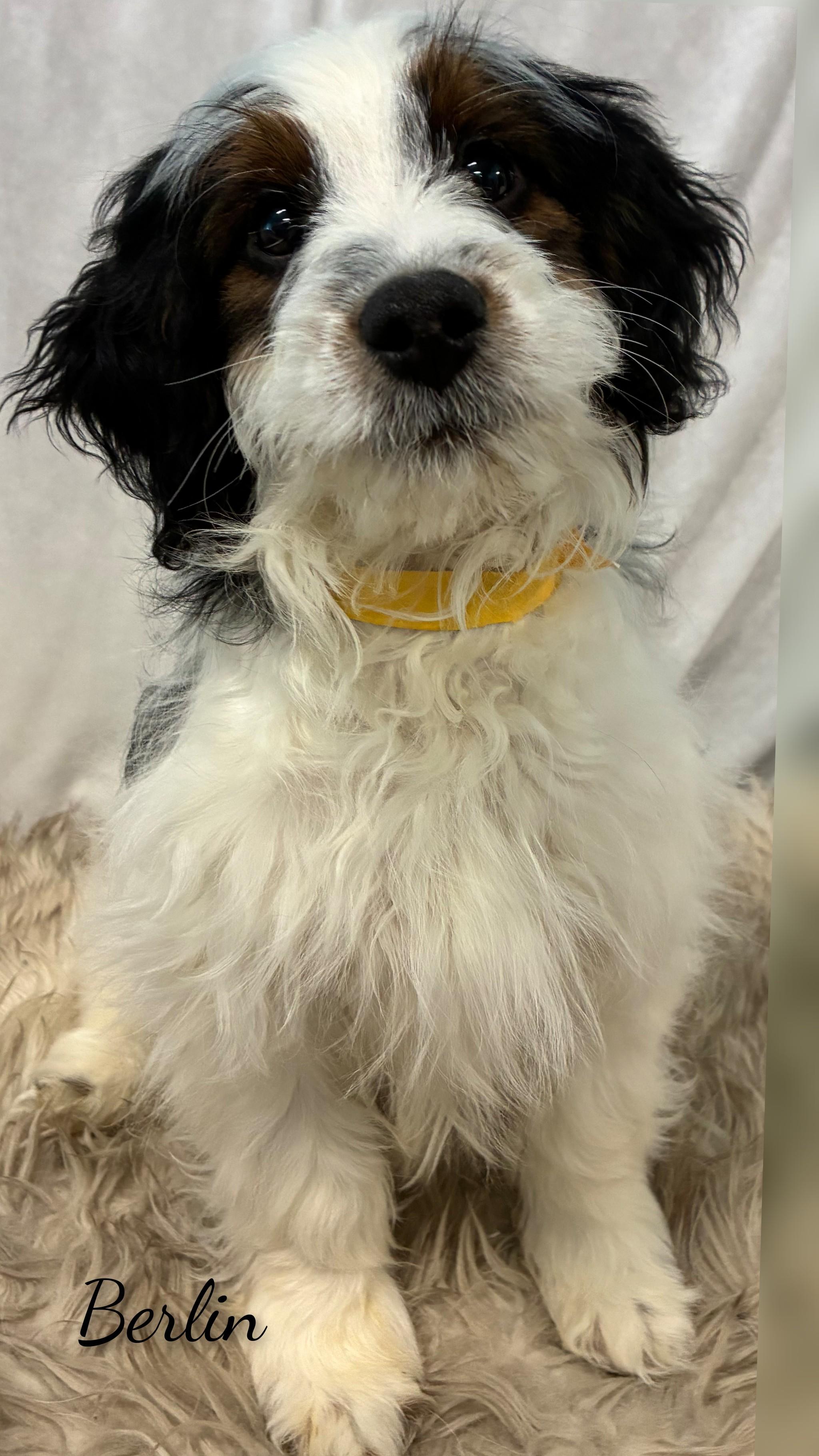 Enlarge Berlin, an adopted Bernadoodle in Fredericksburg, VA image 2/6