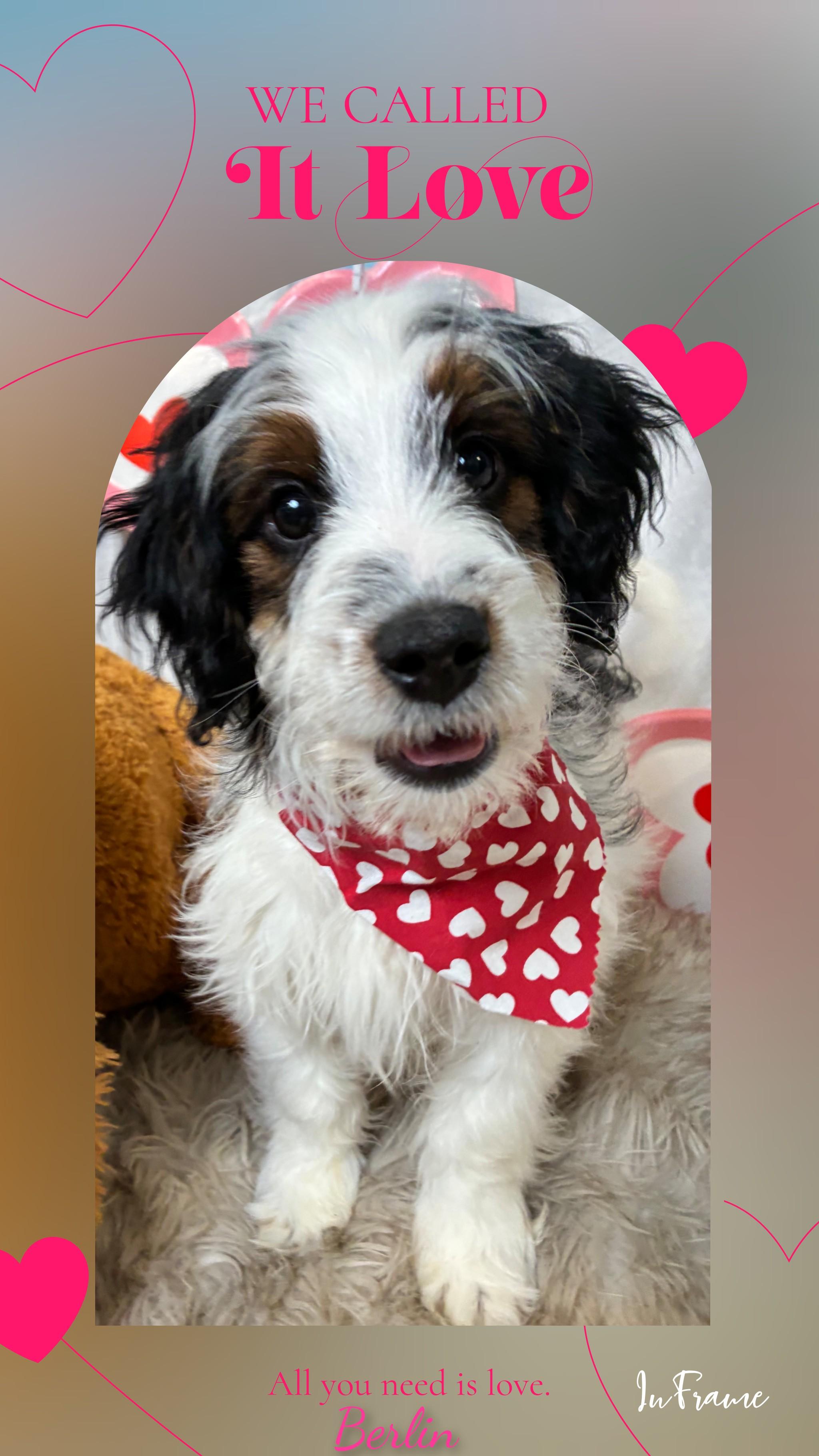 Enlarge Berlin, an adopted Bernadoodle in Fredericksburg, VA image 1/6