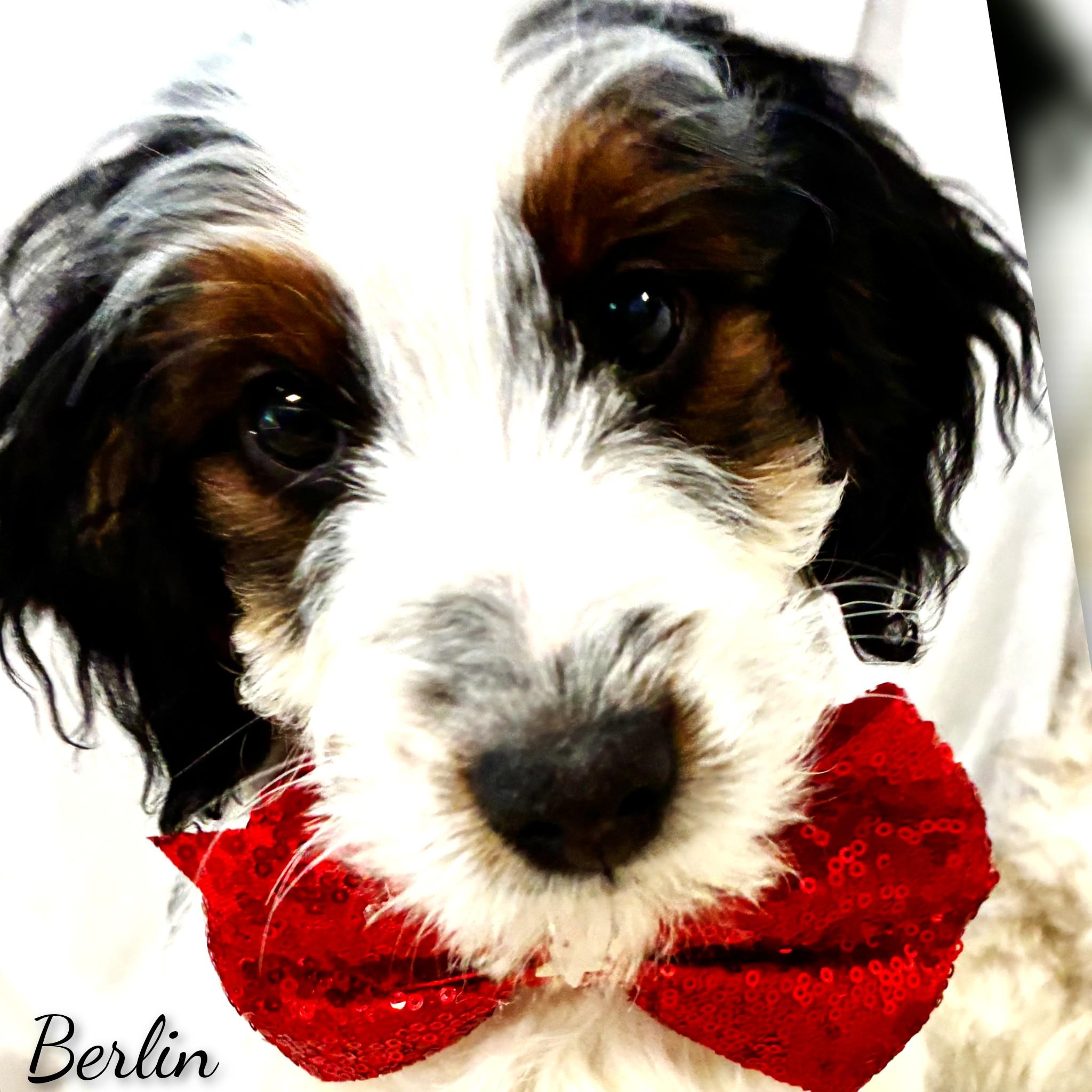 Enlarge Berlin, an adopted Bernadoodle in Fredericksburg, VA image 6/6