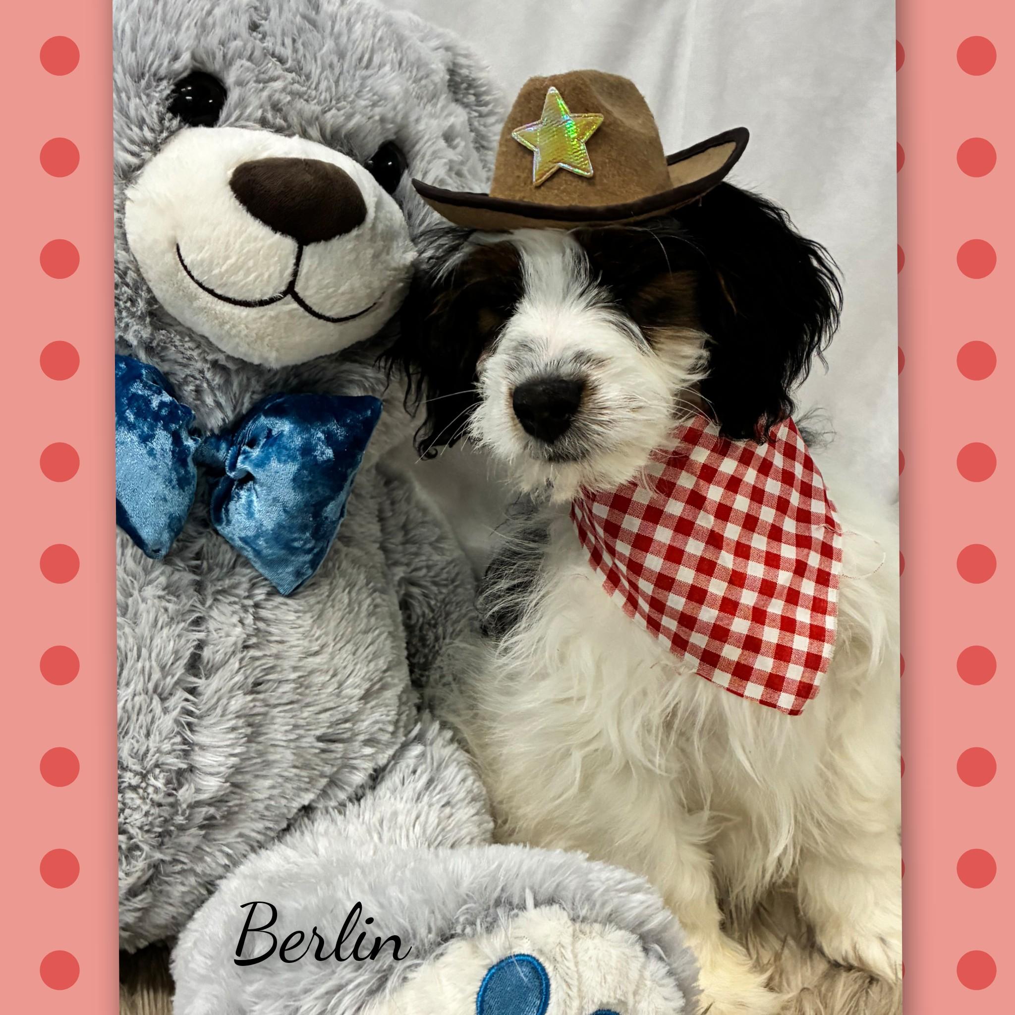 Enlarge Berlin, an adopted Bernadoodle in Fredericksburg, VA image 5/6