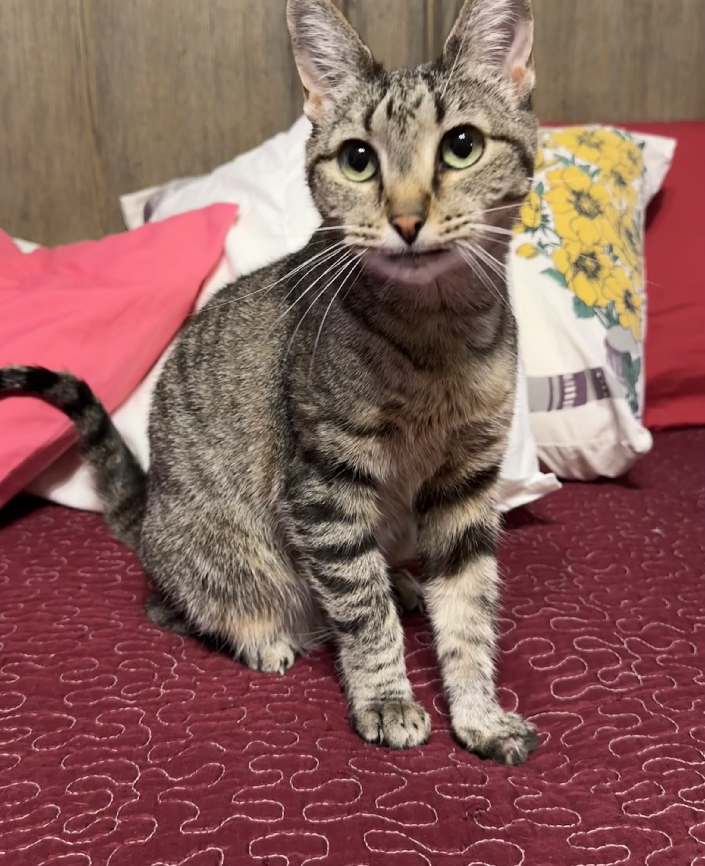 Mittens, Adoptable, Adult Female Domestic Short Hair.