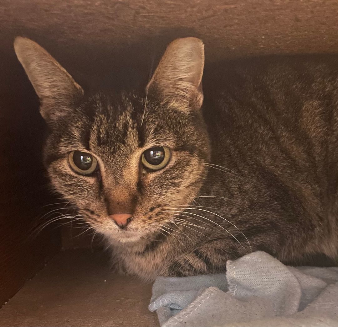 Mittens, an adoptable Domestic Short Hair in Watonga, OK_image-1