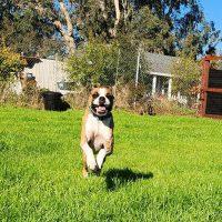 Enlarge Ali, a ADOPTABLE Boxer in Davis, CA image 2/6