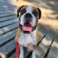Enlarge Ali, a ADOPTABLE Boxer in Davis, CA image 1/6
