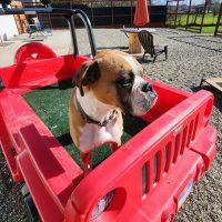 Enlarge Ali, a ADOPTABLE Boxer in Davis, CA image 6/6