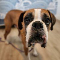 Enlarge Ali, a ADOPTABLE Boxer in Davis, CA image 4/6