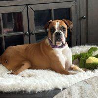 Enlarge Ali, a ADOPTABLE Boxer in Davis, CA image 3/6