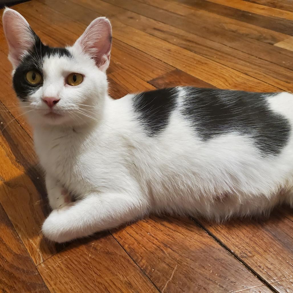 Chamomile thumbnail 3