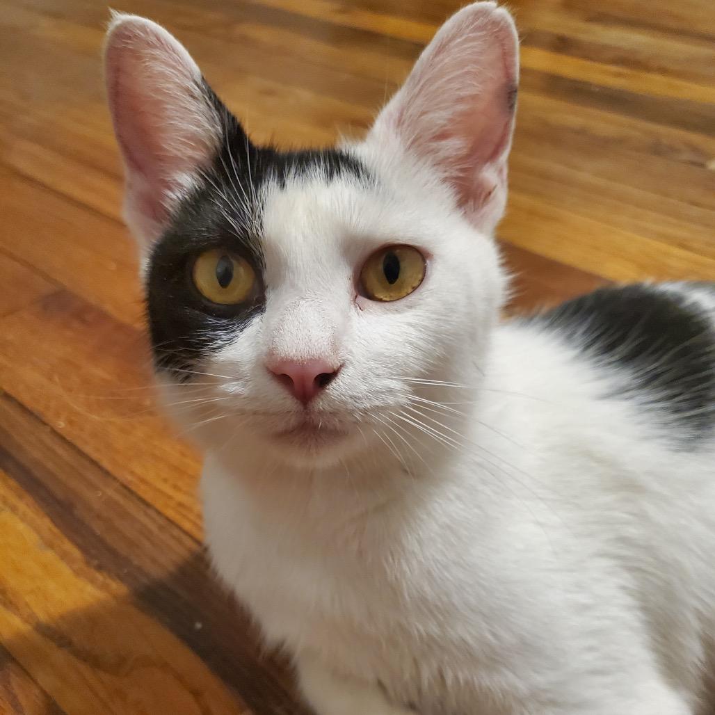 Chamomile thumbnail 4