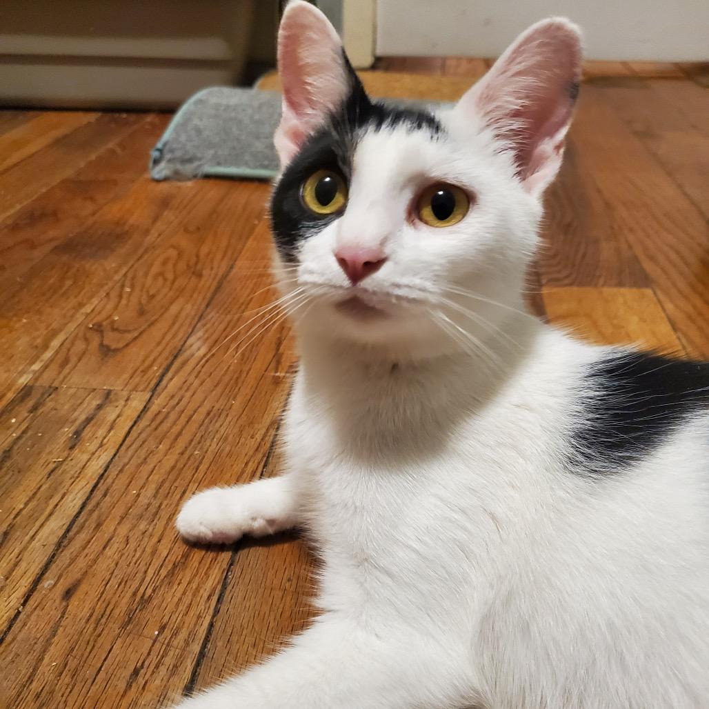 Chamomile thumbnail 5