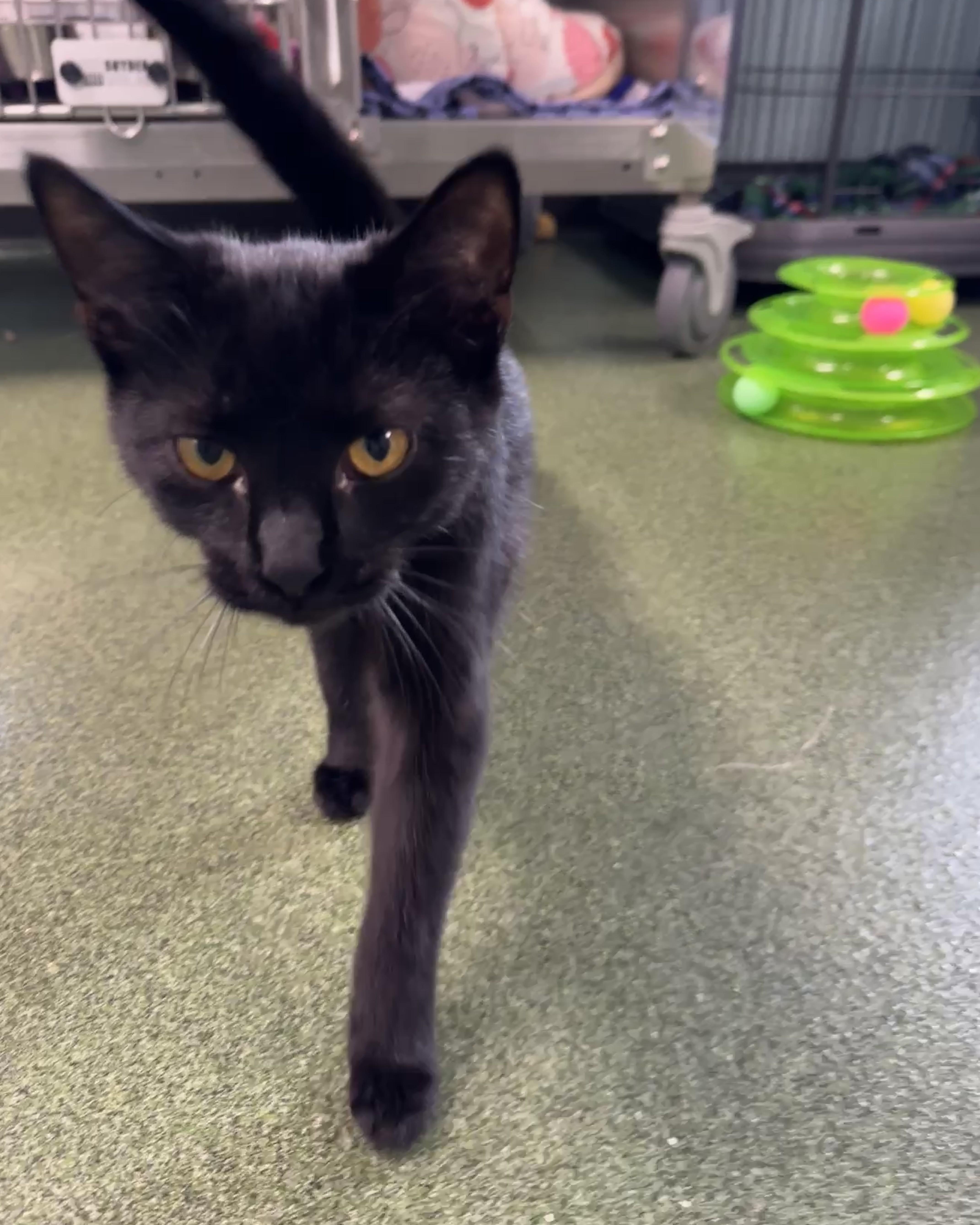 Enlarge LeToya, an adopted Domestic Short Hair in Seneca, PA image 4/4