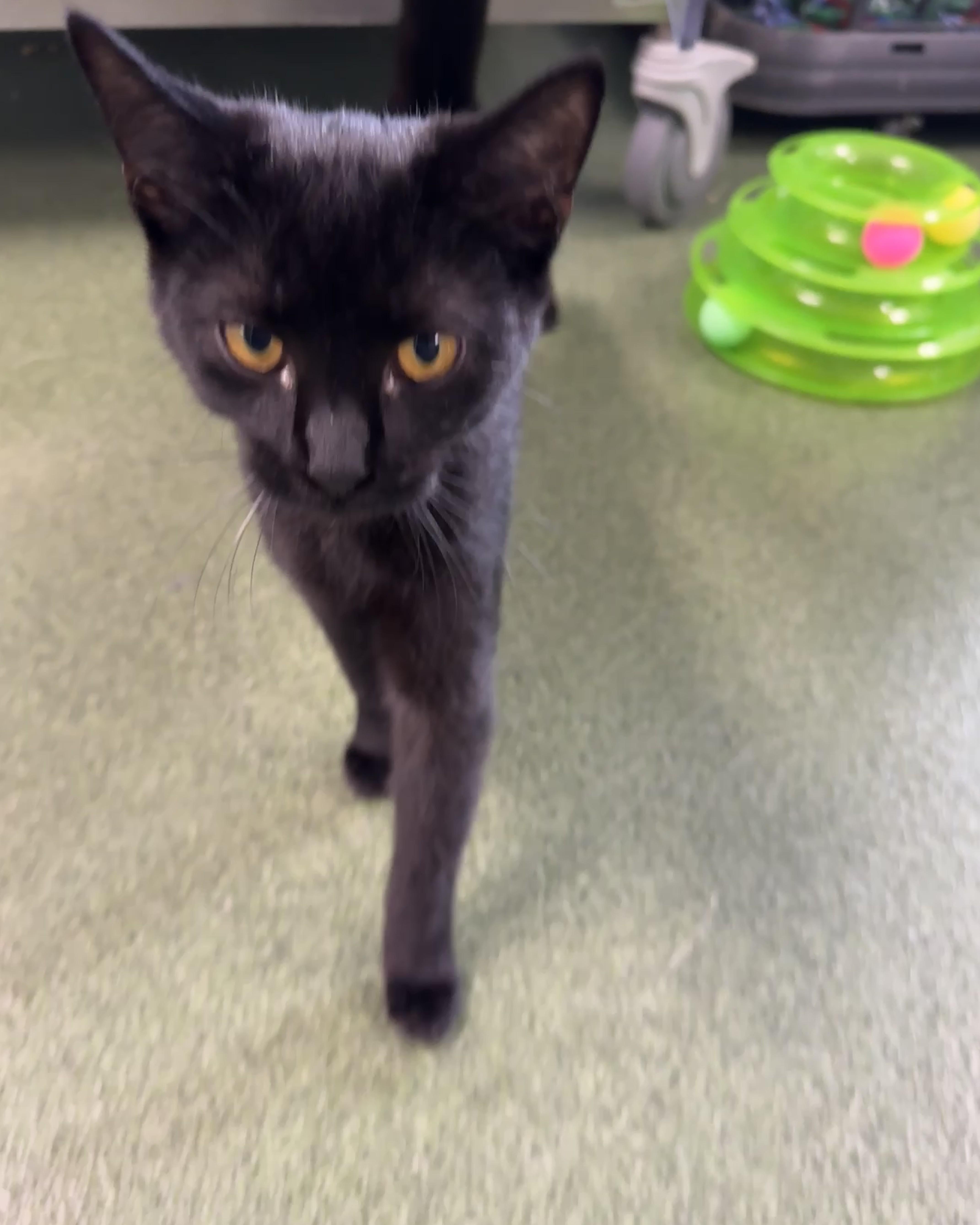 Enlarge LeToya, an adopted Domestic Short Hair in Seneca, PA image 2/4