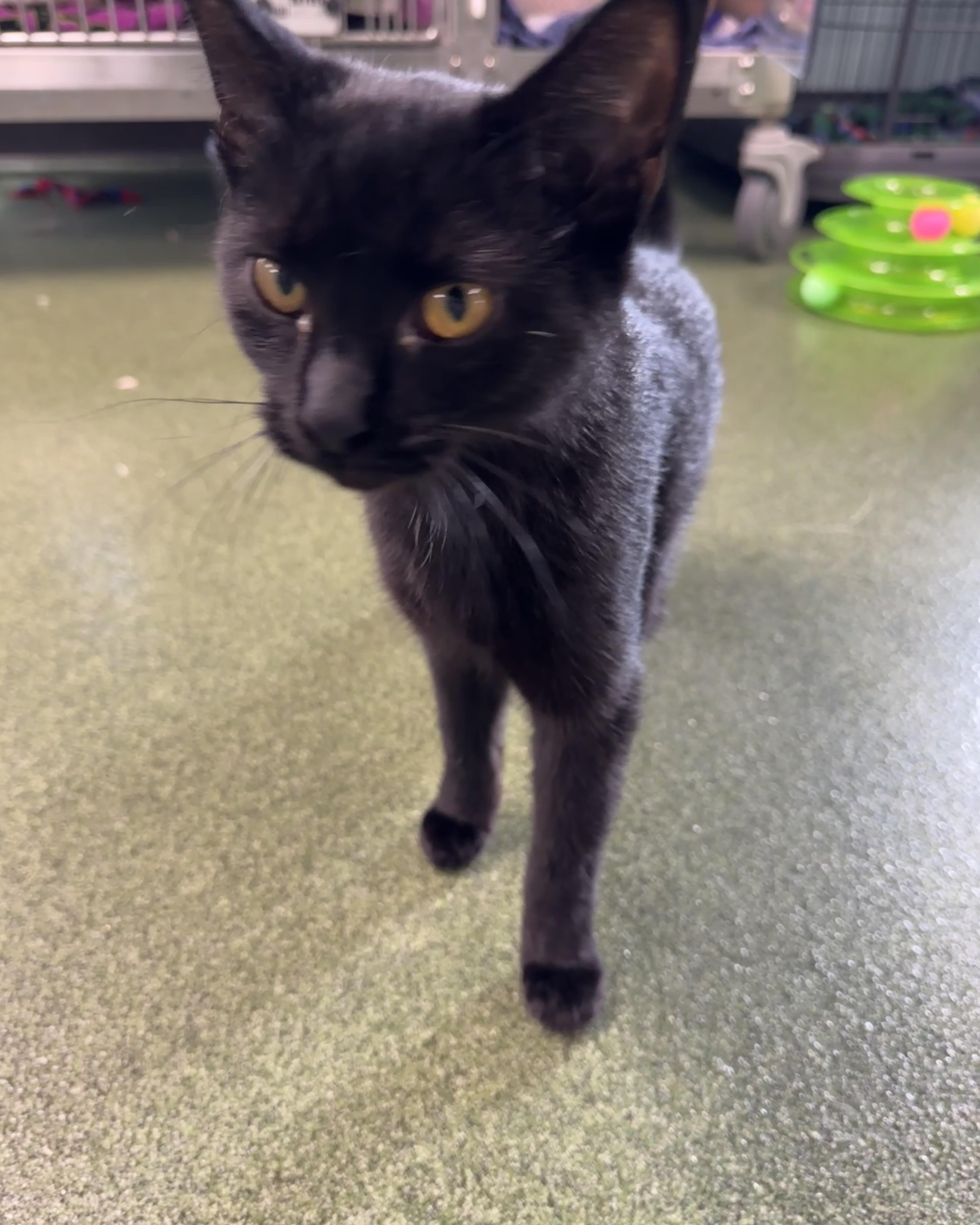 Enlarge LeToya, an adopted Domestic Short Hair in Seneca, PA image 3/4