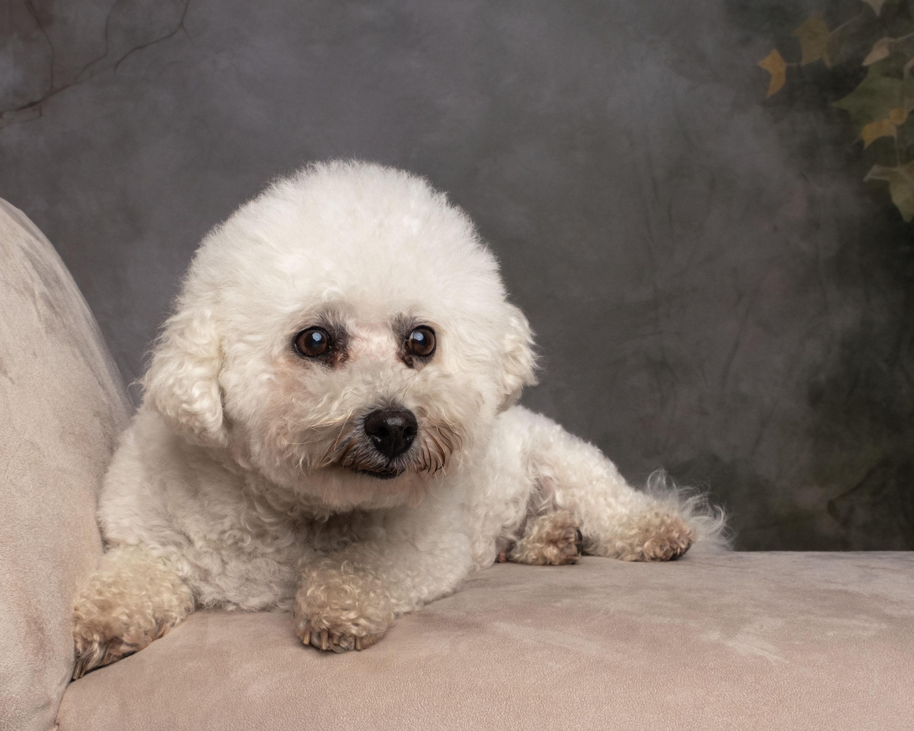 Enlarge Maggie, a Adoptable mixed breed in Aiken, SC image 1/4