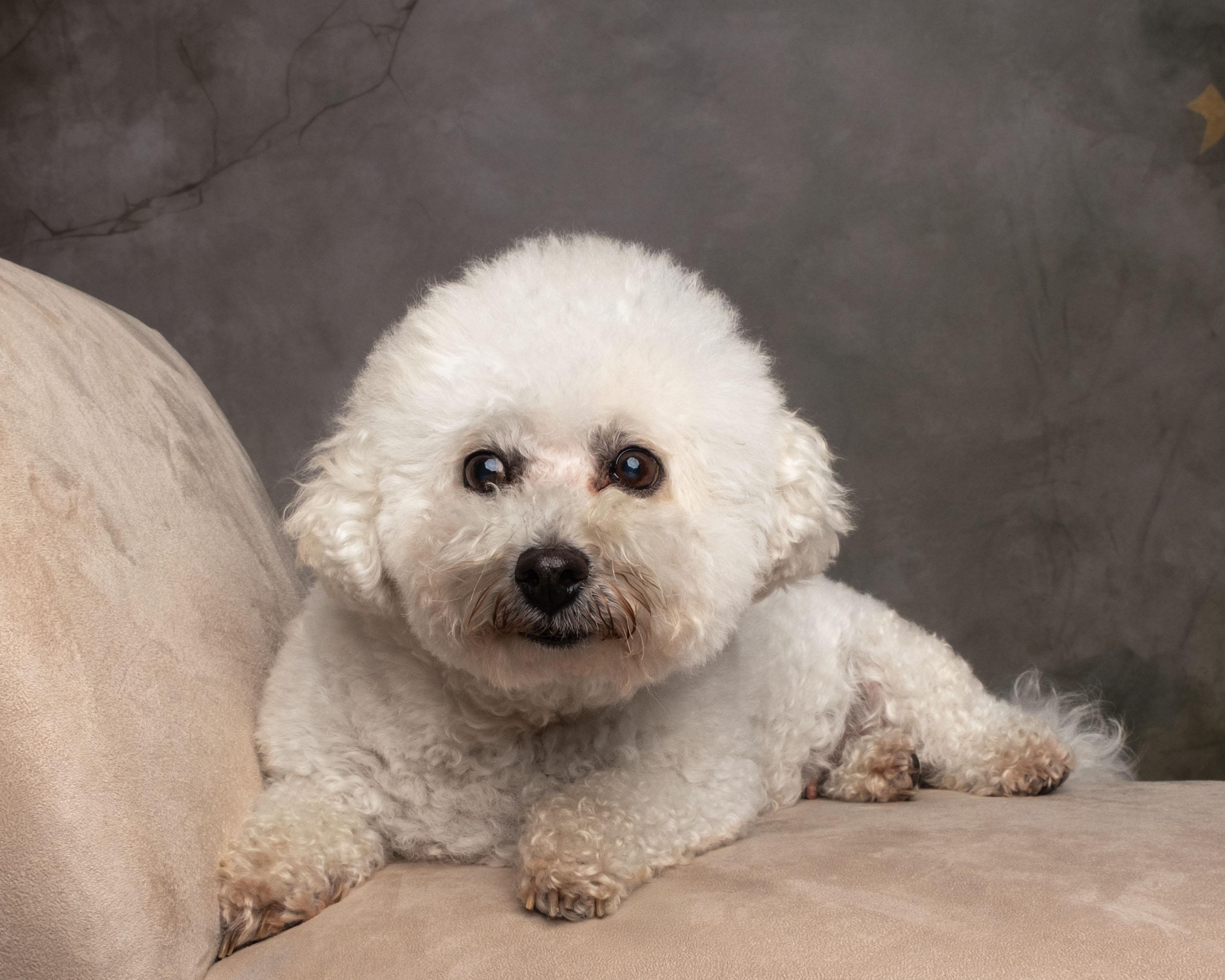 Enlarge Maggie, a Adoptable mixed breed in Aiken, SC image 3/4