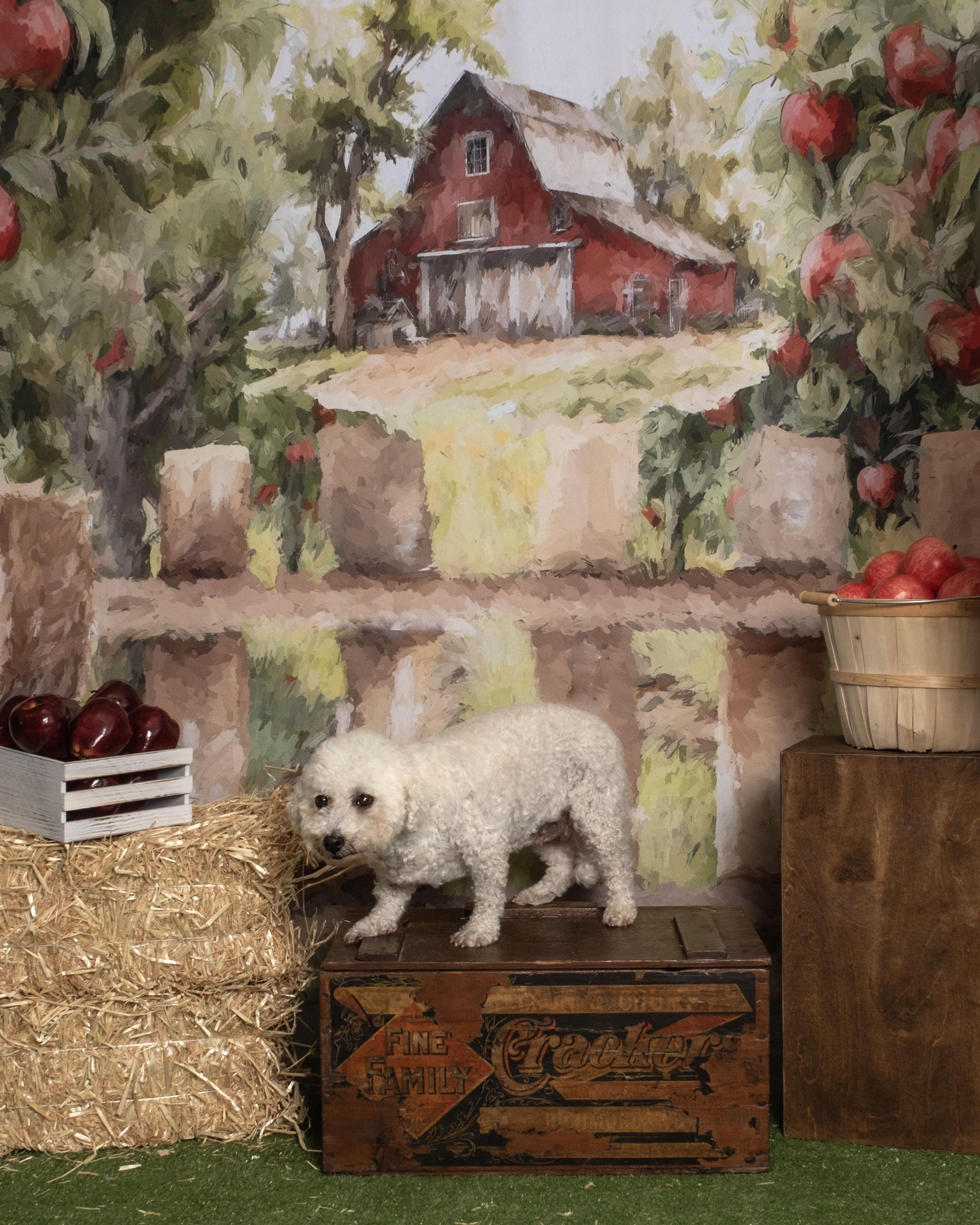 Maggie, Adoptable, Senior Female Bichon Frise.