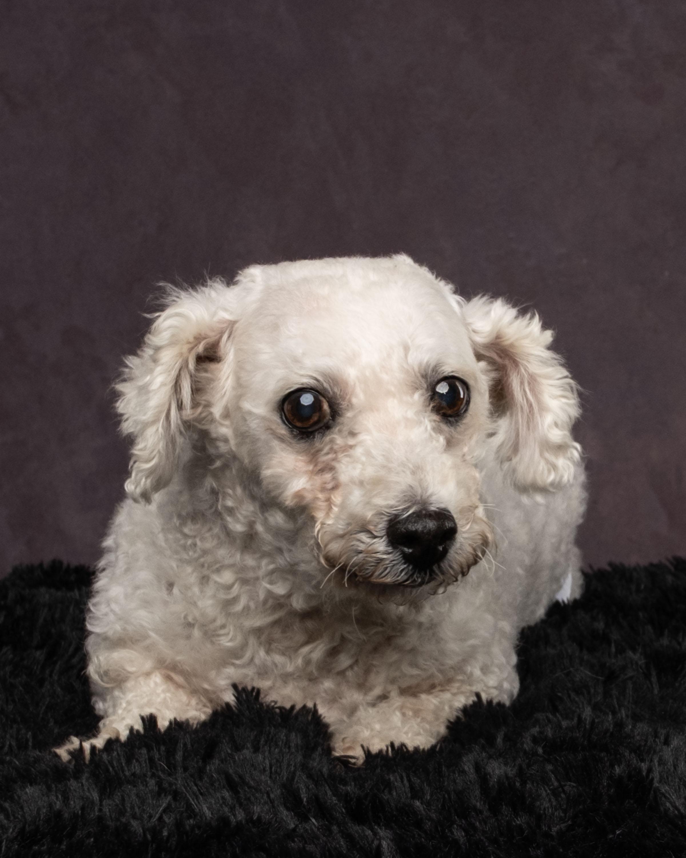 Maggie, a Adoptable mixed breed in Aiken, SC image 2/4