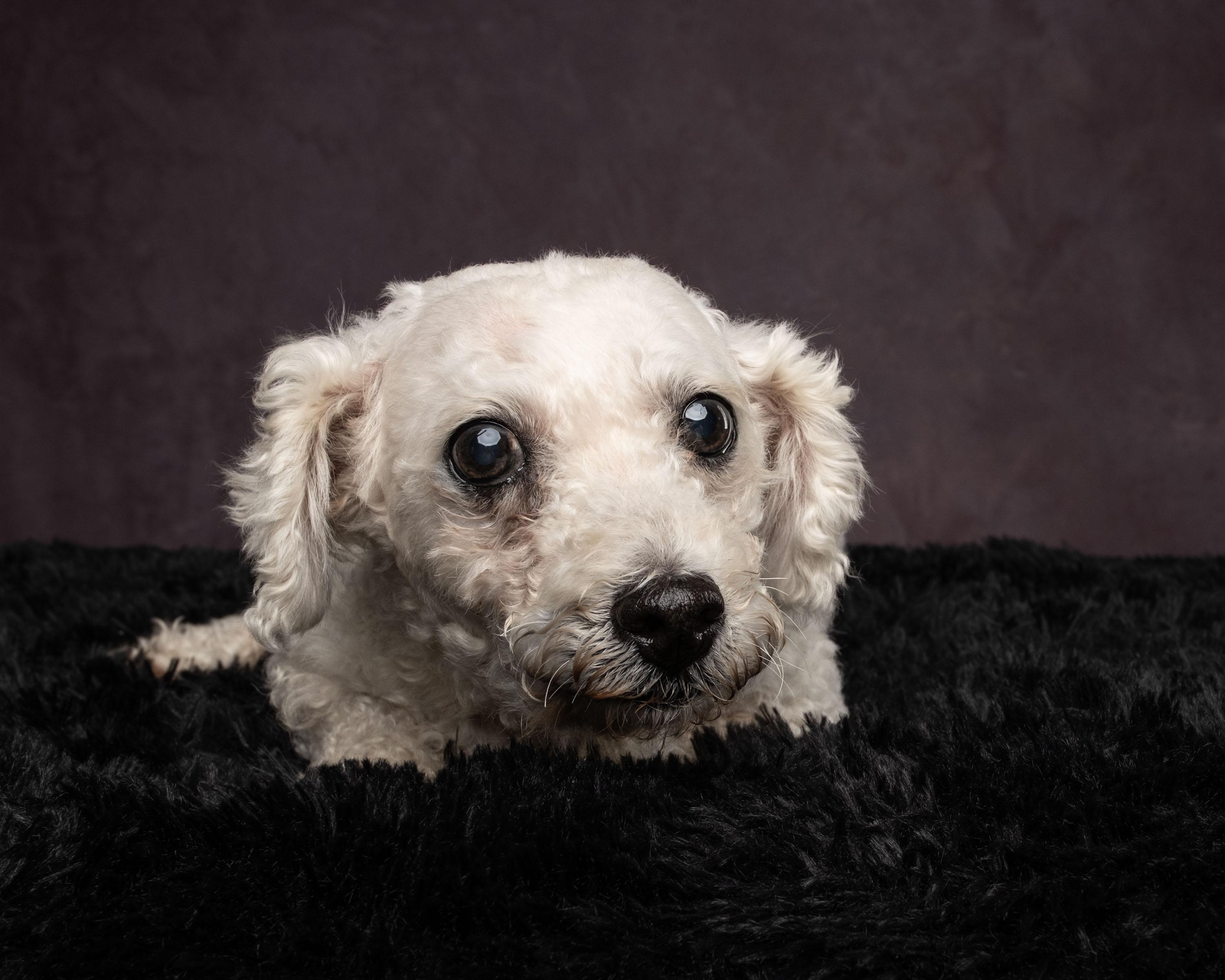 Maggie, a Adoptable mixed breed in Aiken, SC image 3/4