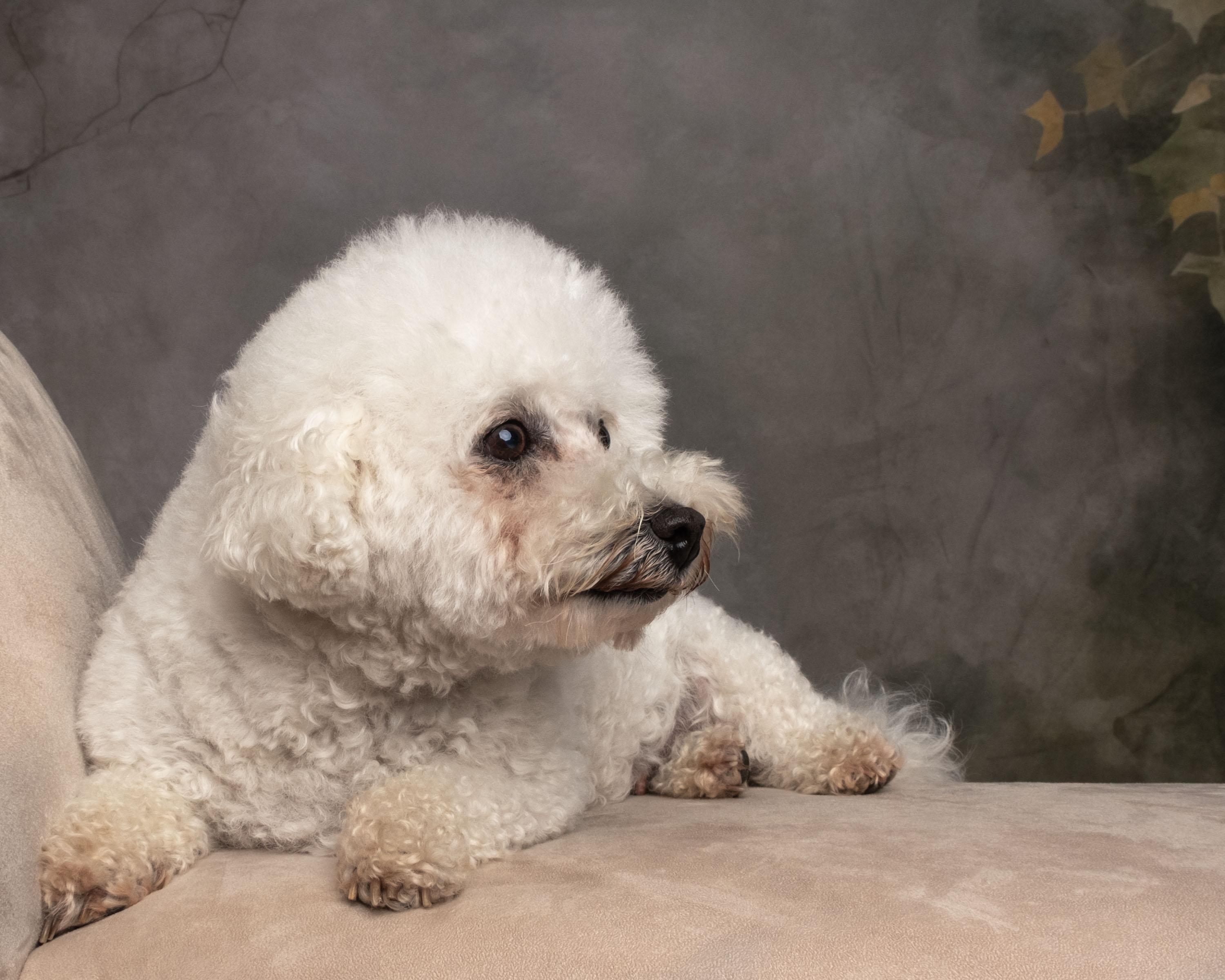 Enlarge Maggie, a Adoptable mixed breed in Aiken, SC image 4/4