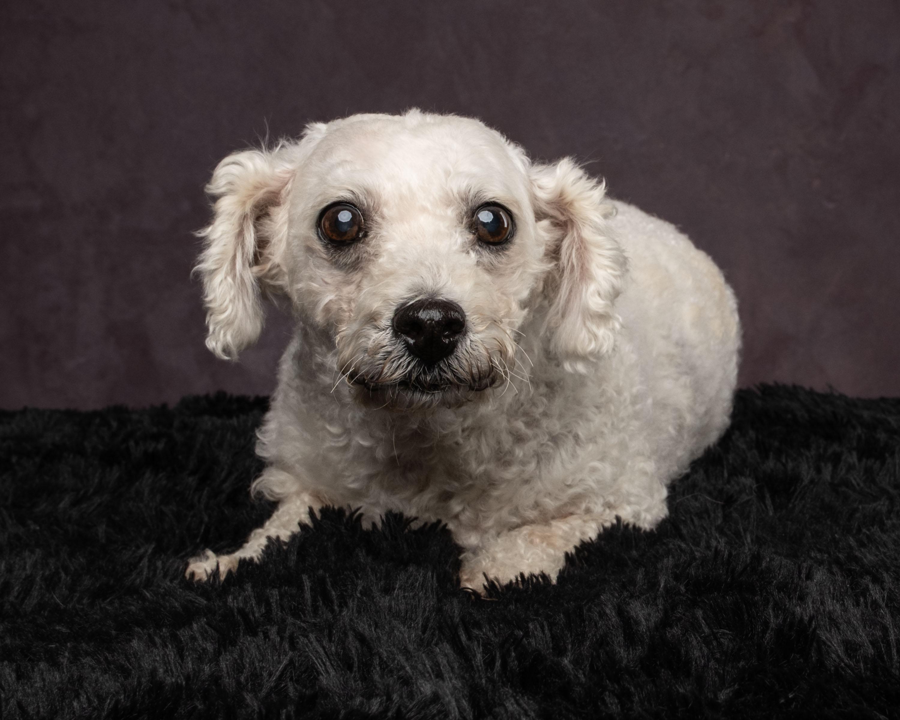 Maggie, a Adoptable mixed breed in Aiken, SC image 4/4