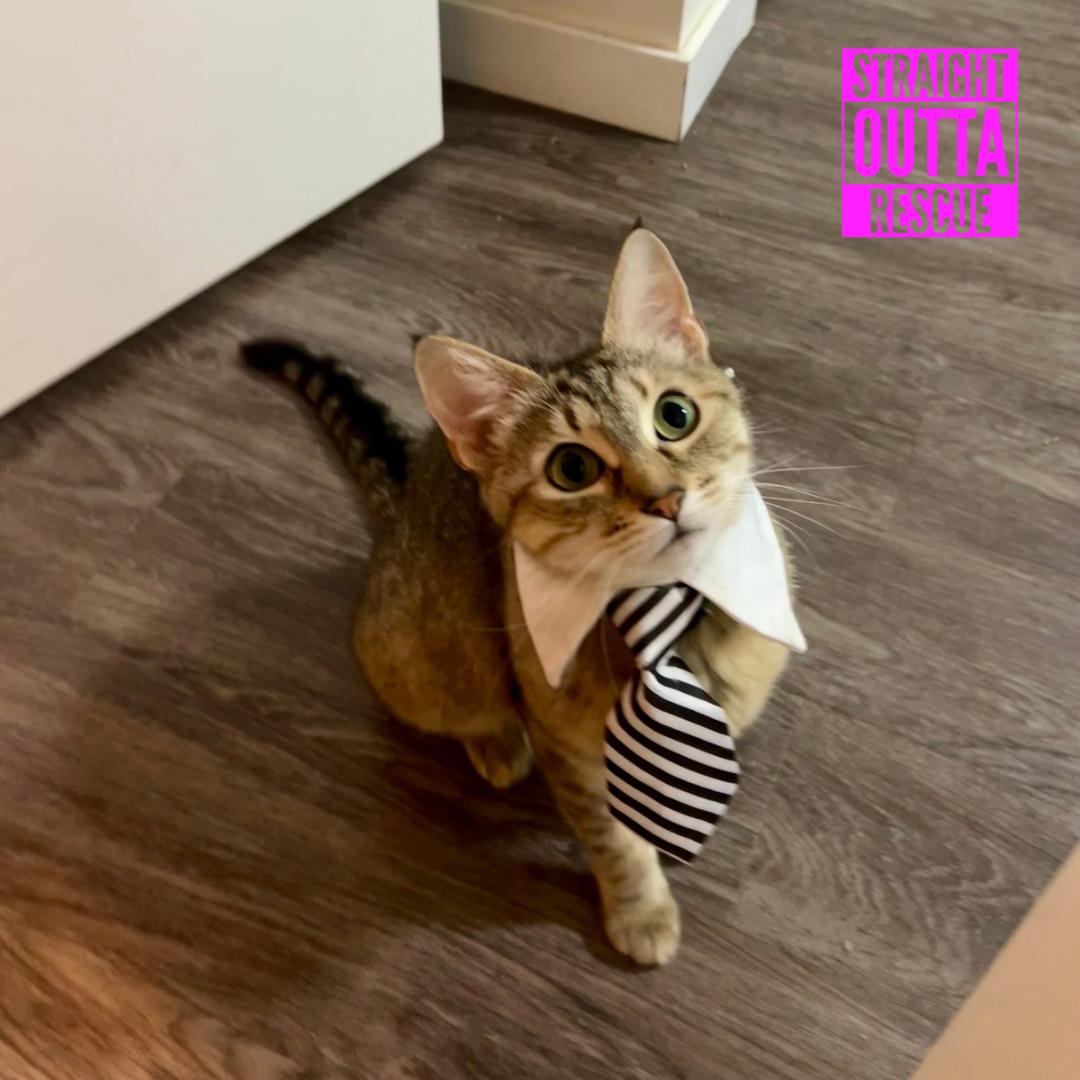 Daisy, a ADOPTABLE Domestic Short Hair in Vancouver, BC image 1/6