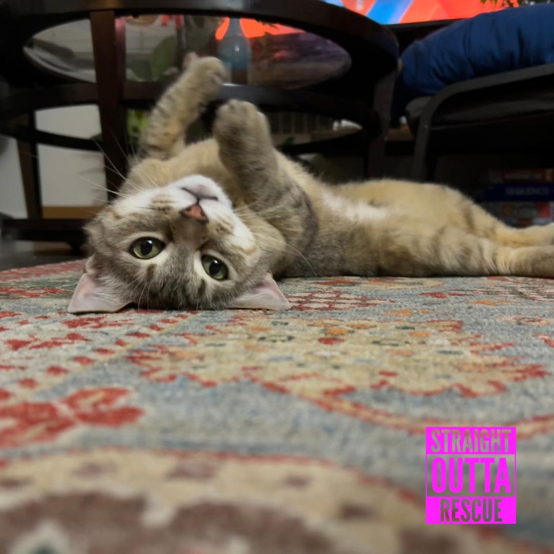 Daisy, a ADOPTABLE Domestic Short Hair in Vancouver, BC image 5/6