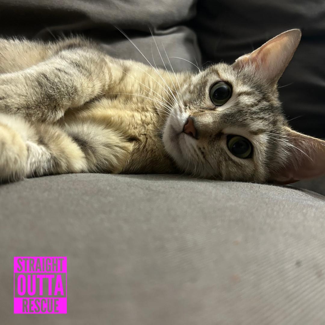 Daisy, a ADOPTABLE Domestic Short Hair in Vancouver, BC image 2/6