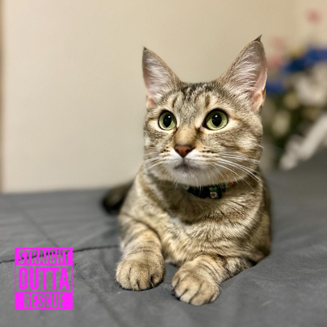 Daisy, Adoptable, Adult Female Domestic Short Hair.