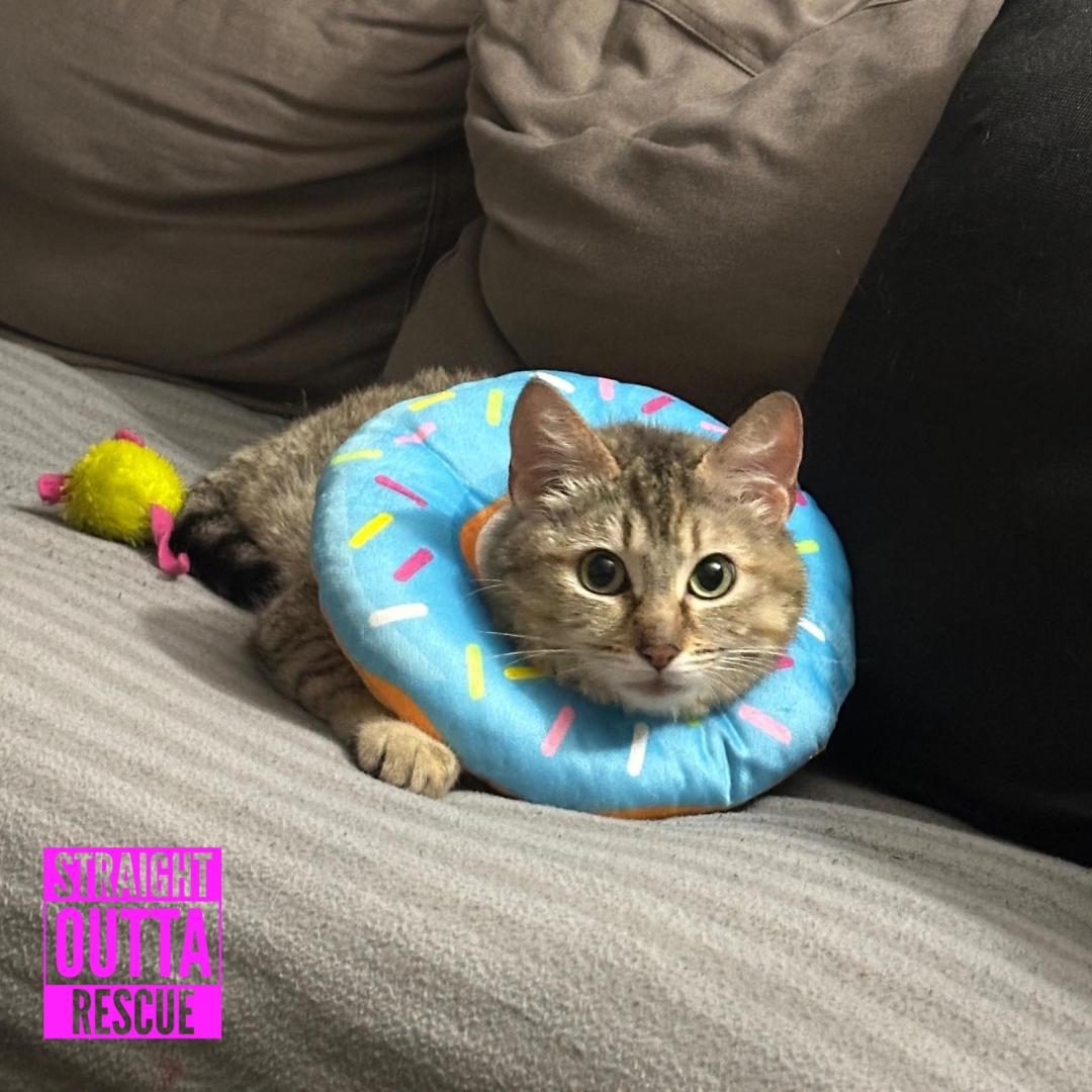 Daisy, ADOPTABLE, Adult Female Domestic Short Hair.