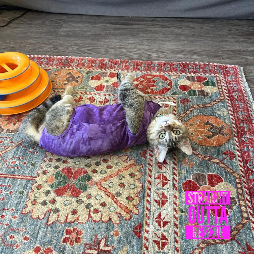 Daisy, a ADOPTABLE Domestic Short Hair in Vancouver, BC image 2/4