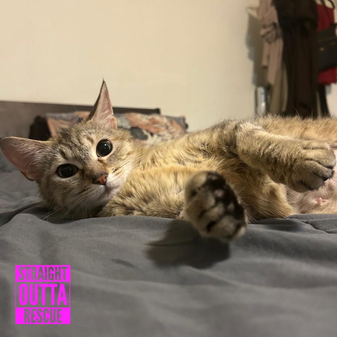 Daisy, a ADOPTABLE Domestic Short Hair in Vancouver, BC image 3/6