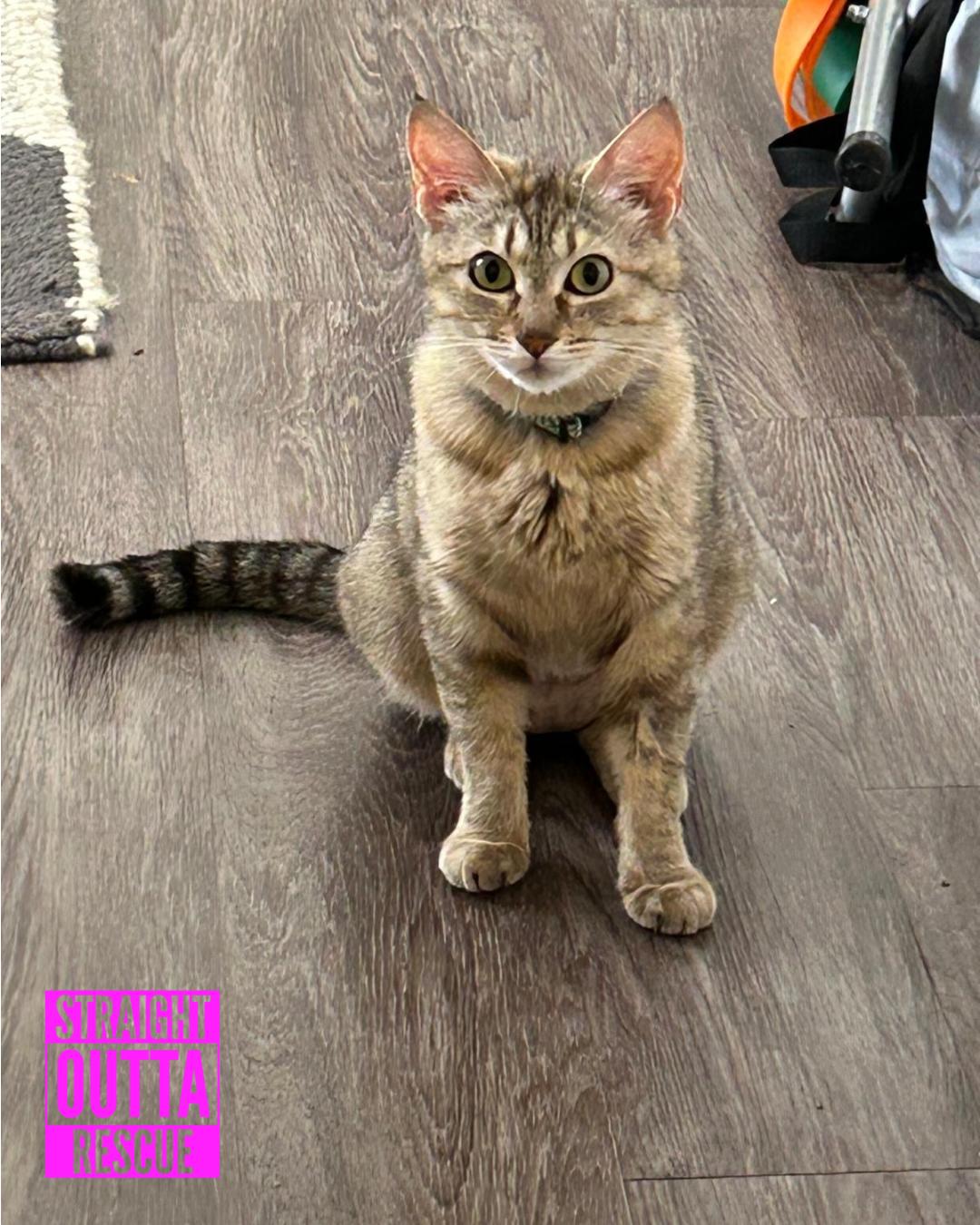Daisy, ADOPTABLE, Adult Female Domestic Short Hair.