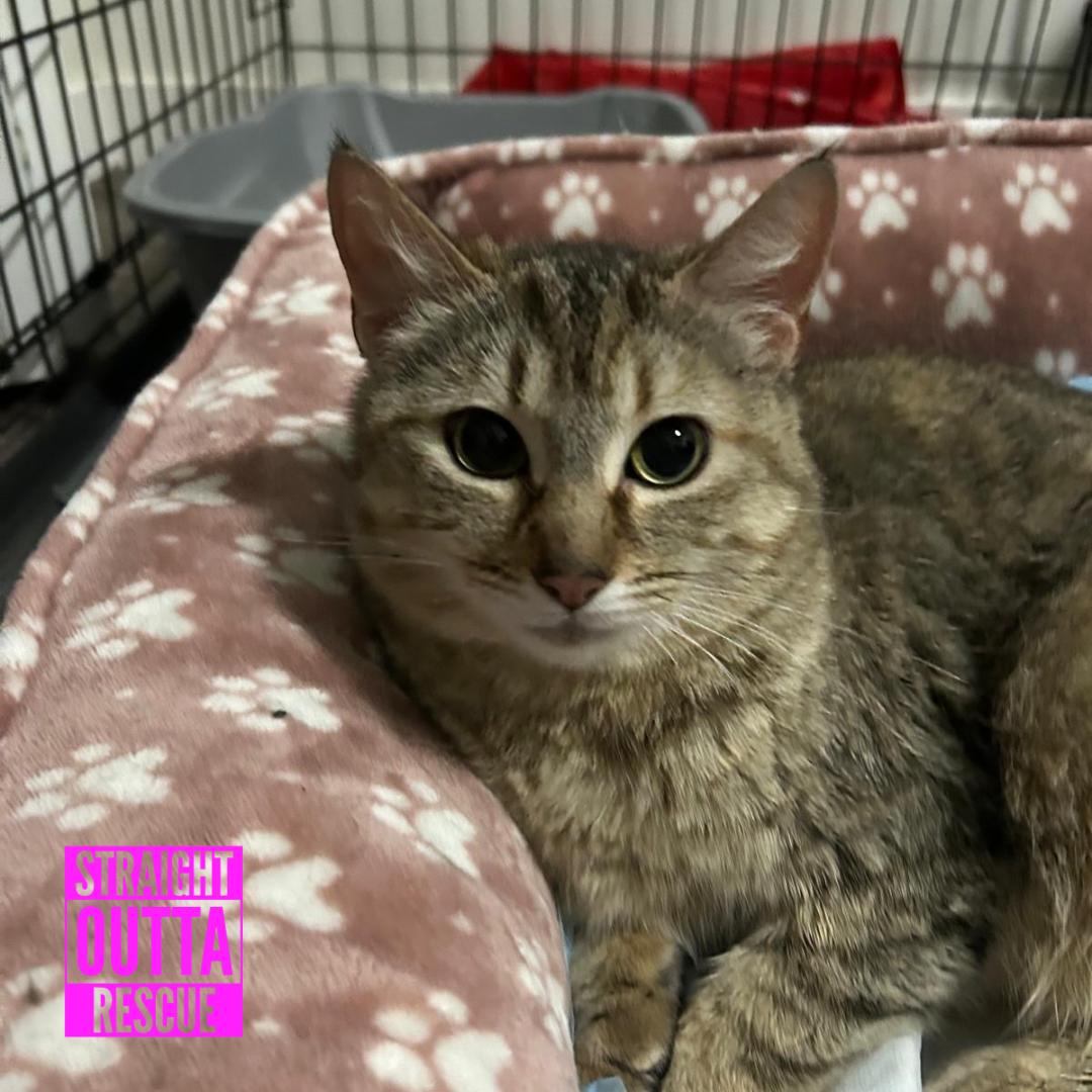 Daisy, a ADOPTABLE Domestic Short Hair in Vancouver, BC image 3/4