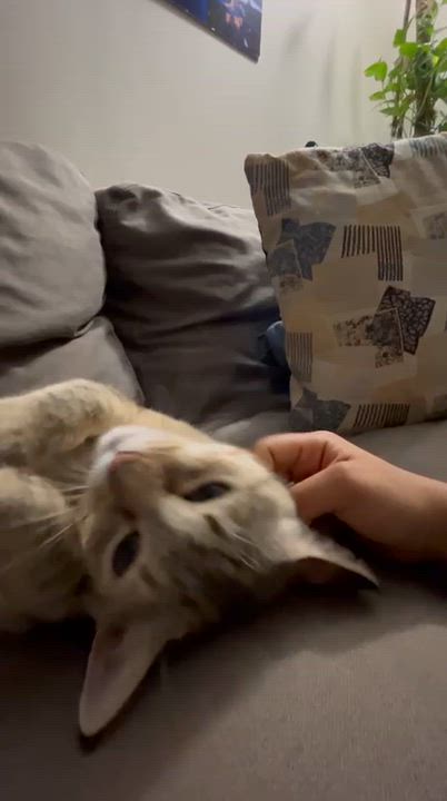 Enlarge Daisy, a ADOPTABLE Domestic Short Hair in Vancouver, BC video 6/6