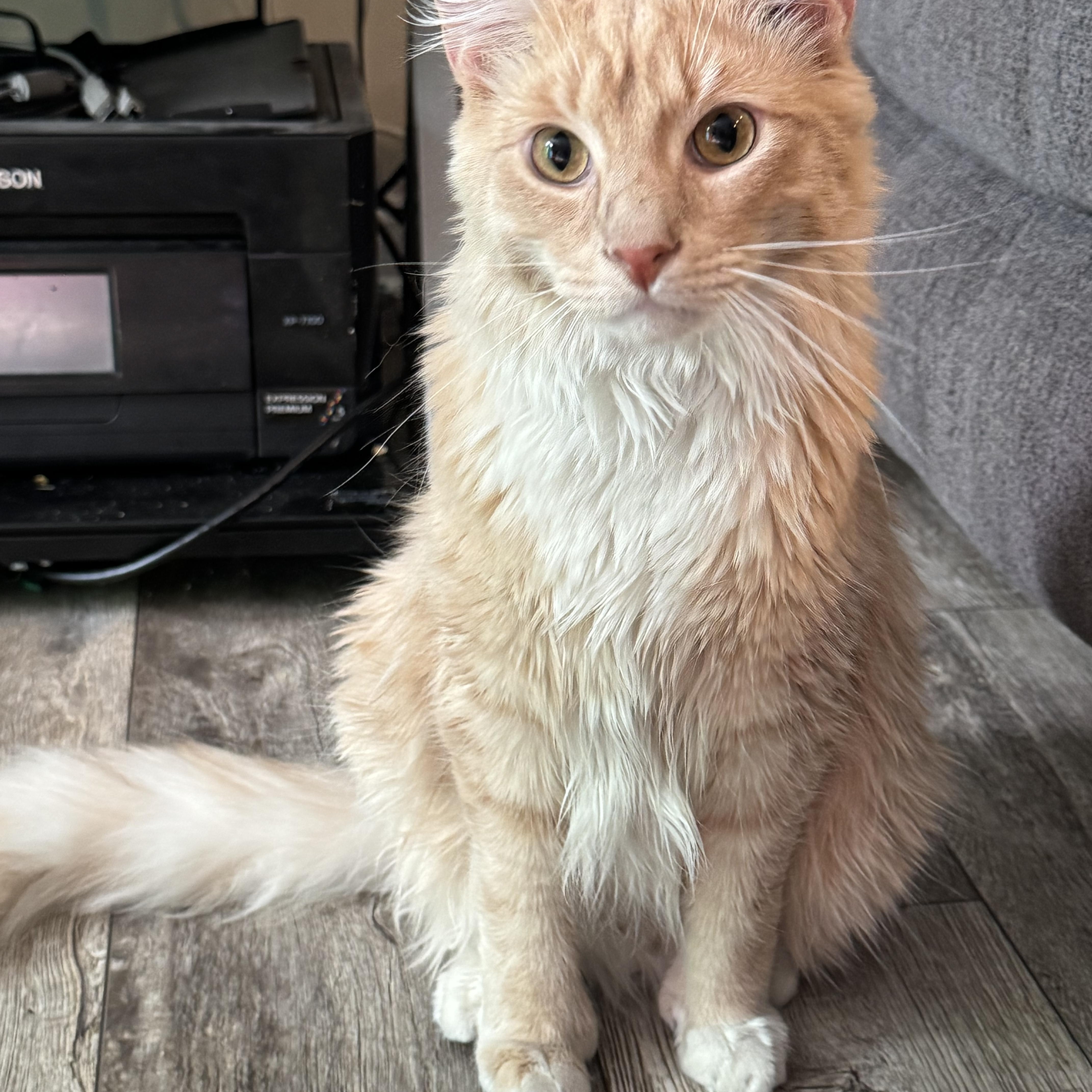 Doby , ADOPTABLE, Young Male Domestic Long Hair.