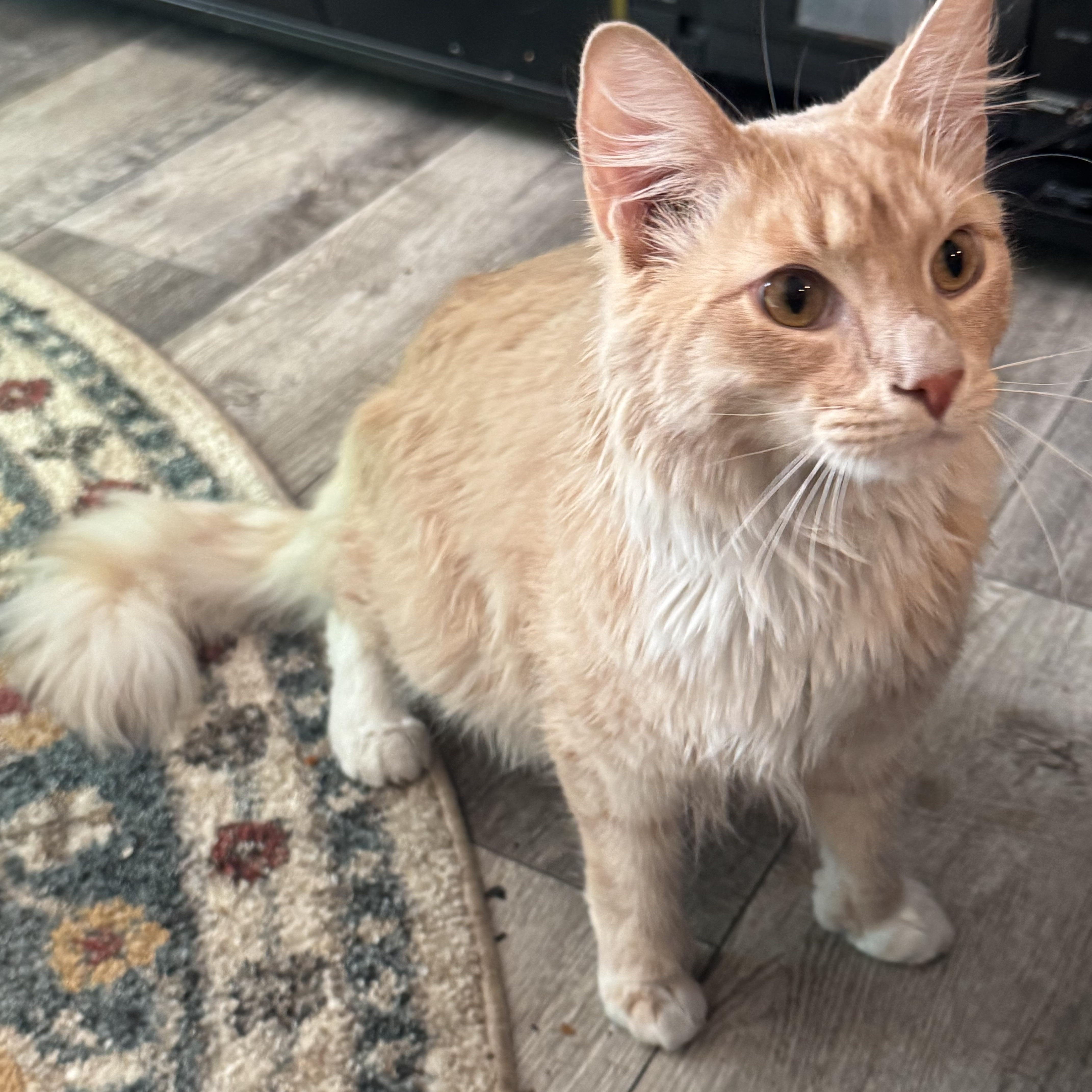 Enlarge Doby , a ADOPTABLE Domestic Long Hair in Fredericksburg, VA image 3/3