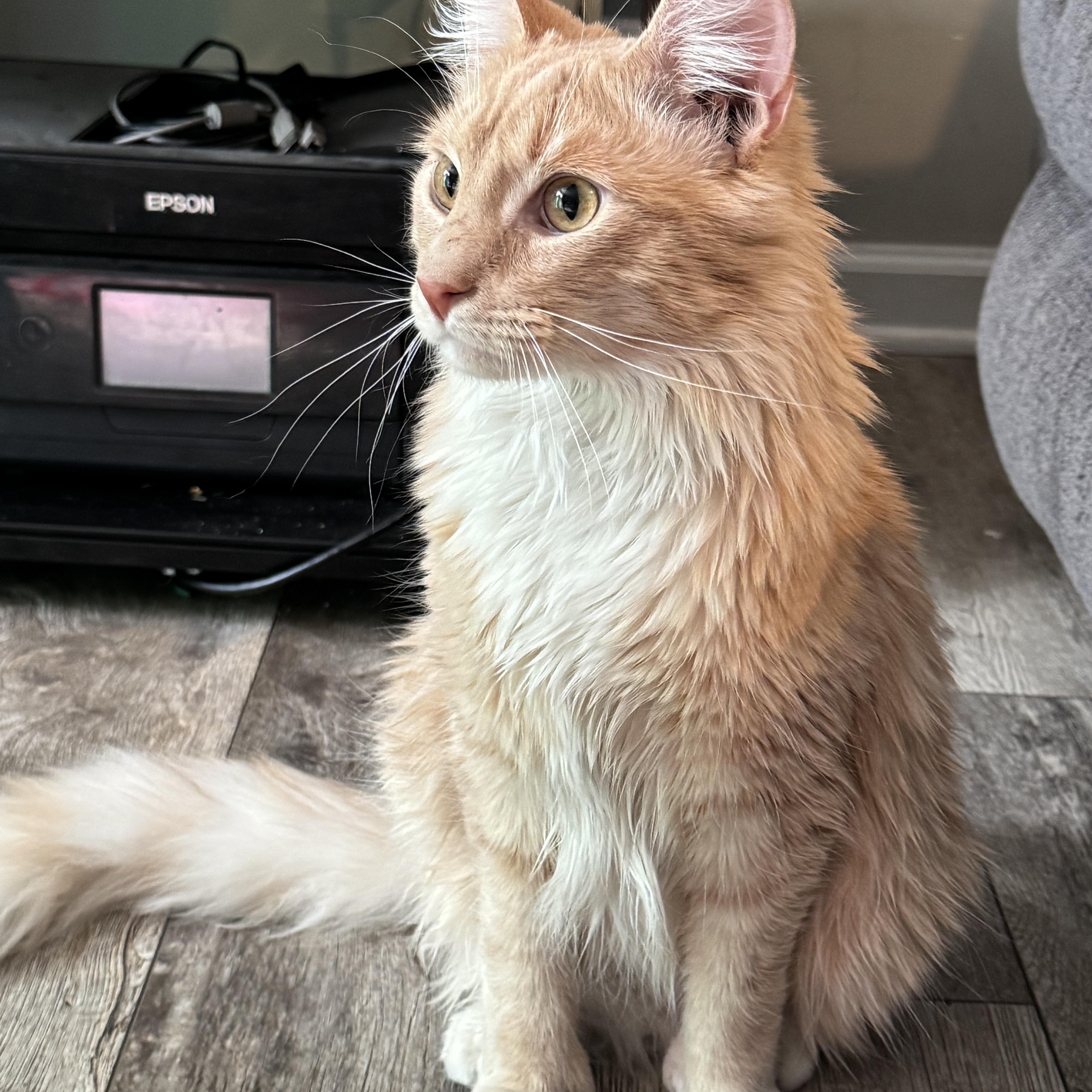 Enlarge Doby , a ADOPTABLE Domestic Long Hair in Fredericksburg, VA image 2/3