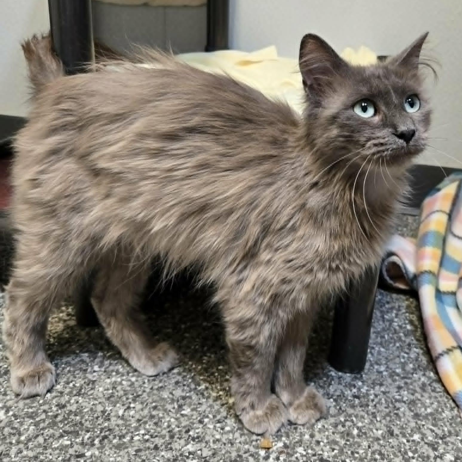 Ashworth, a ADOPTABLE Domestic Medium Hair in Watertown, WI image 2/3
