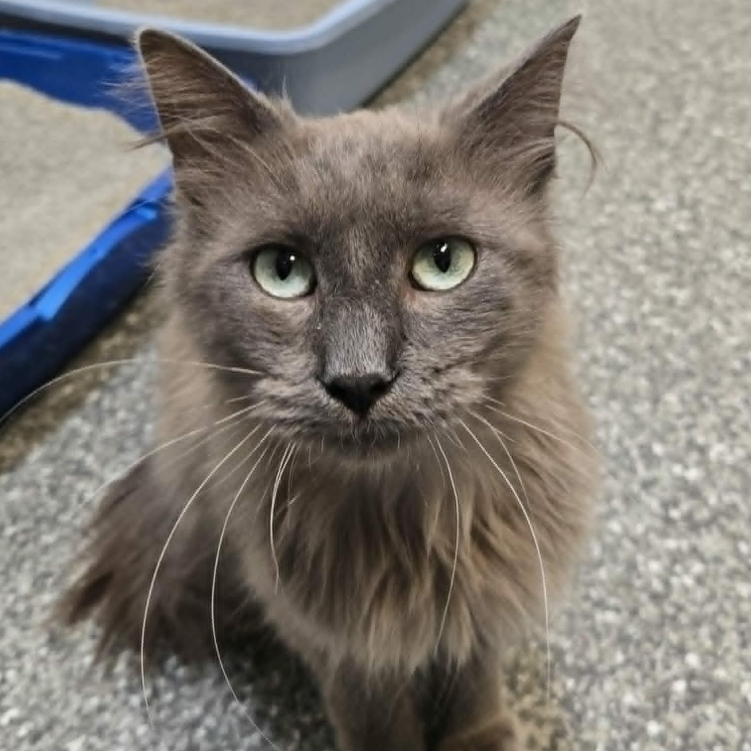 Ashworth, ADOPTABLE, Young Male Domestic Medium Hair.