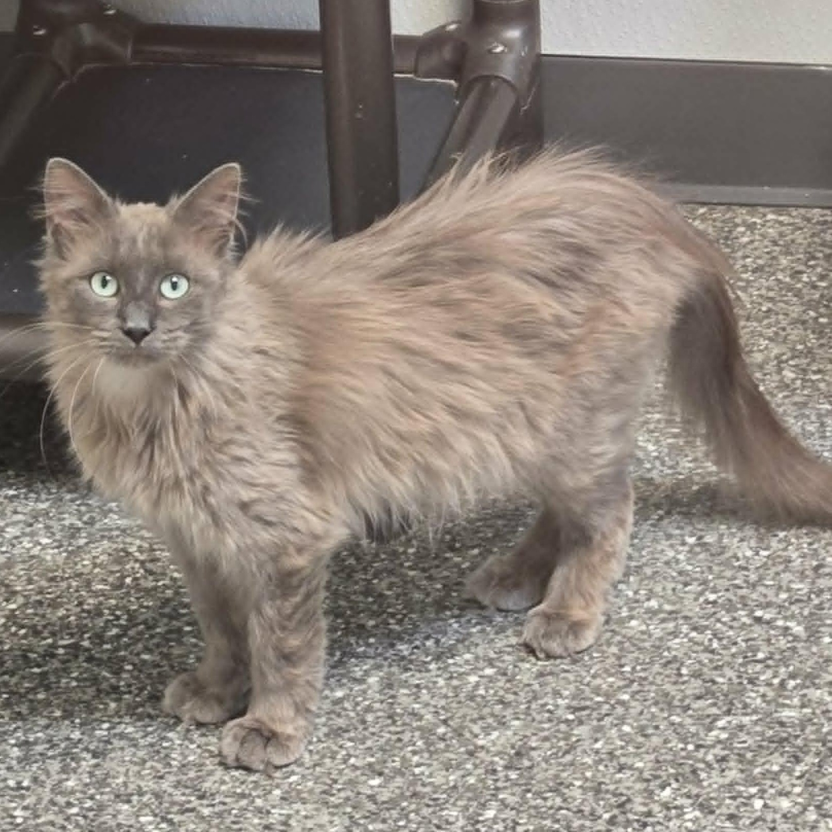 Ashworth, a ADOPTABLE Domestic Medium Hair in Watertown, WI image 3/3