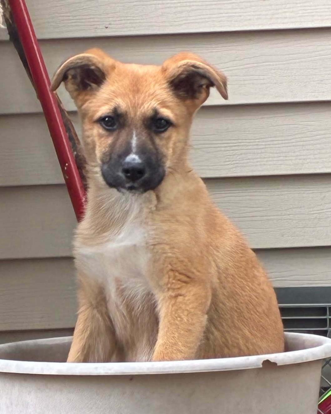 Kira, ADOPTABLE, Puppy Female Collie & Shepherd.