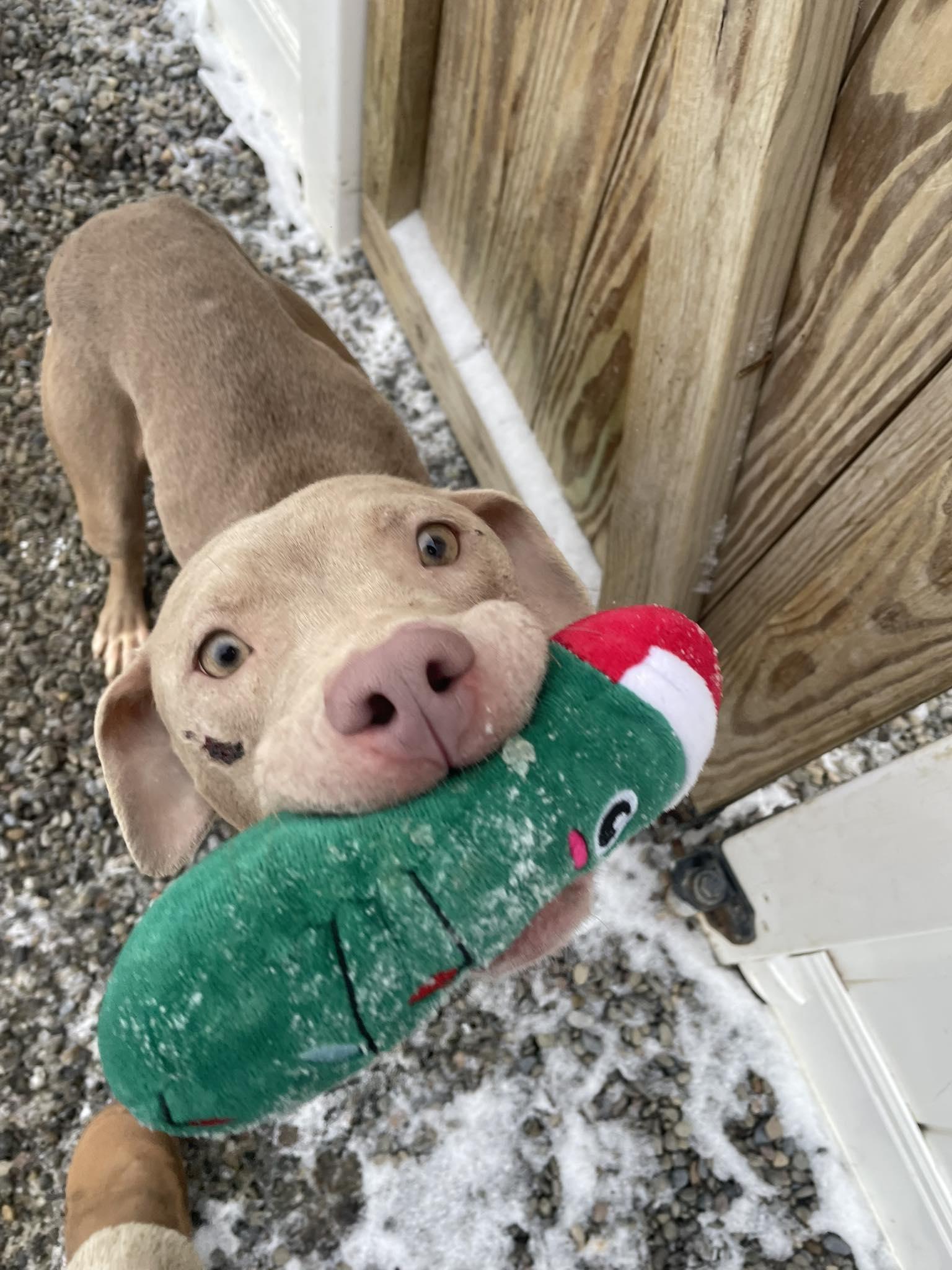 Enlarge Henny, an adopted Pit Bull Terrier in Binghamton, NY image 1/1