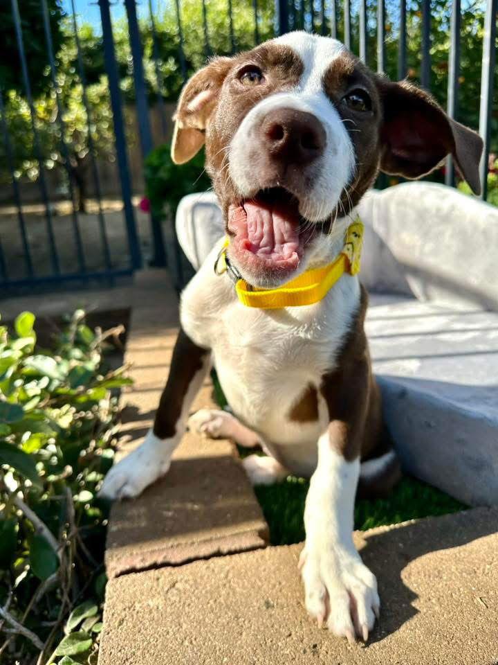 Enlarge Juni, a Adoptable mixed breed in Redlands, CA image 1/3